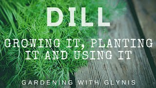 DILL: Growing it, Planting it and Using it. GARDENING WITH GLYNIS