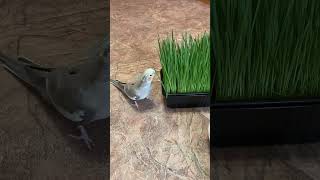 Попугаи Кореллы Кушают Зелень 🌱 #Животные #Домашниеживотные #Cockatiel #Parrot #Корелла #Попугаи