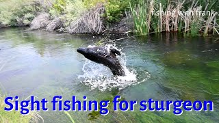 Sight fishing for sturgeon | Sturgeon fishing