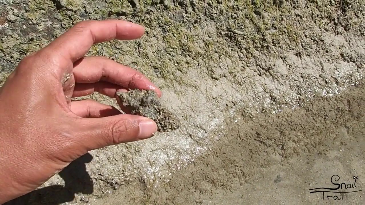 Chicoreus brunneus - Burnt or Adusta Murex