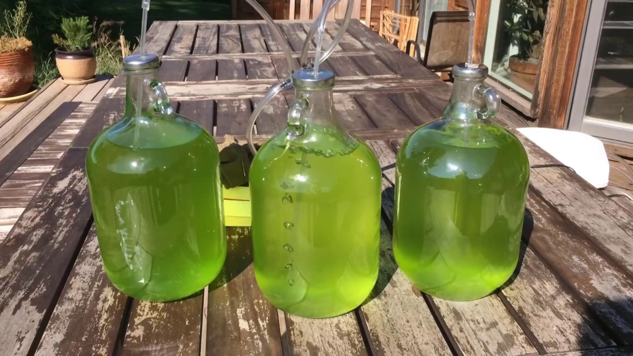 Micro Algae for Biodiesel - YouTube