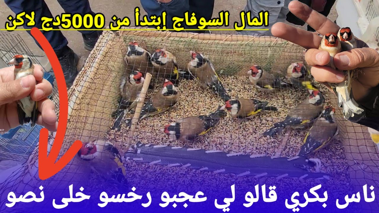 سعر المقنين السوفاج تاع السابة اليوم بسوق بودواو إبتدأ من 5000دج لاكن أنتا وزهرك إذا يلحق للدار شاهد