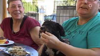 Das Erste Beitrag Fellfreunde Unser Hundecafe Ard Mediathek 14.10.2021