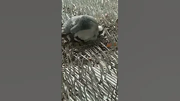 أجل تقولي حط شبك طارد للحمام 