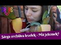 Orchidea sárga levelek | Mit jeleznek a sárga levelek és kell-e bármit tenni?