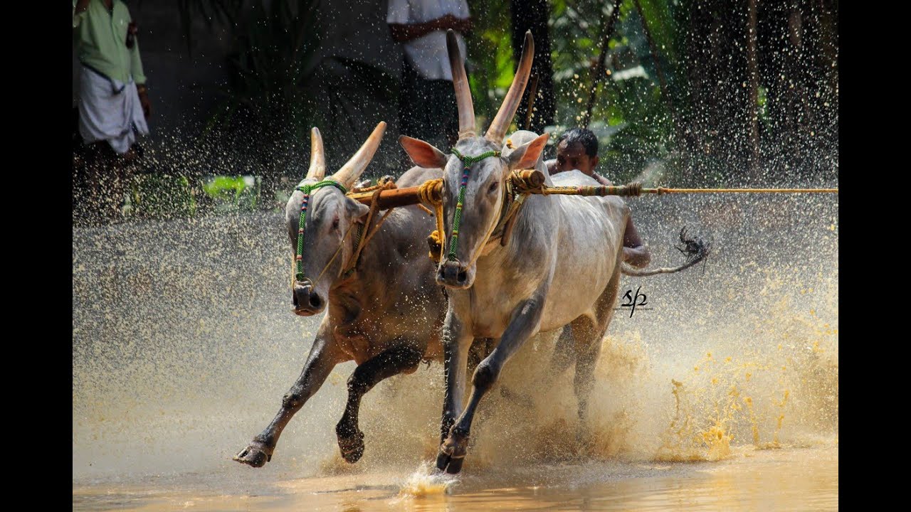 ഇന്നത്തെ ആമപൊയിൽ പിടിവള്ളിപ്പുട്ടിൽനിന്നും Safvanphotography  kalapoot amapoyil 2023