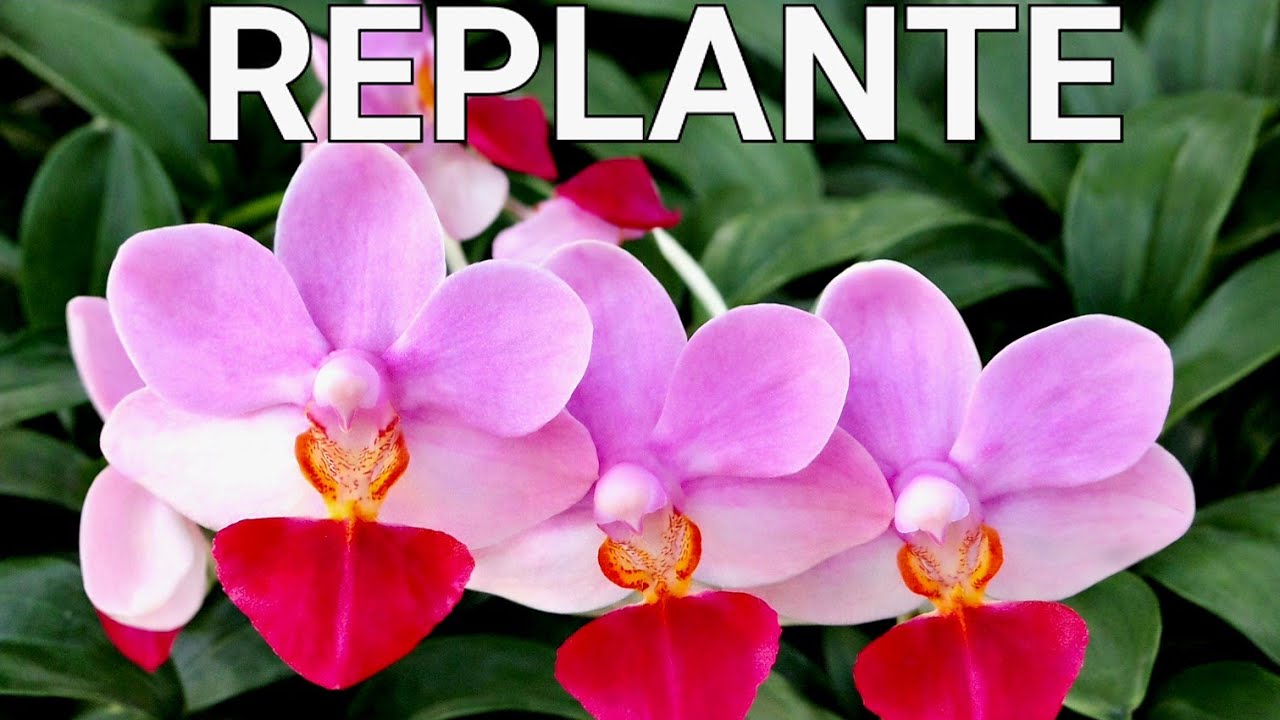 PHALAENOPSIS LIU'S TRIPRINCE - COMO FAZER UM REPLANTE (Conservador)    #orchid #orquideas 