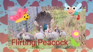 Young Male Peacock Flirting with Guinea Fowl! by Adam Booth 378 views 10 months ago 33 seconds