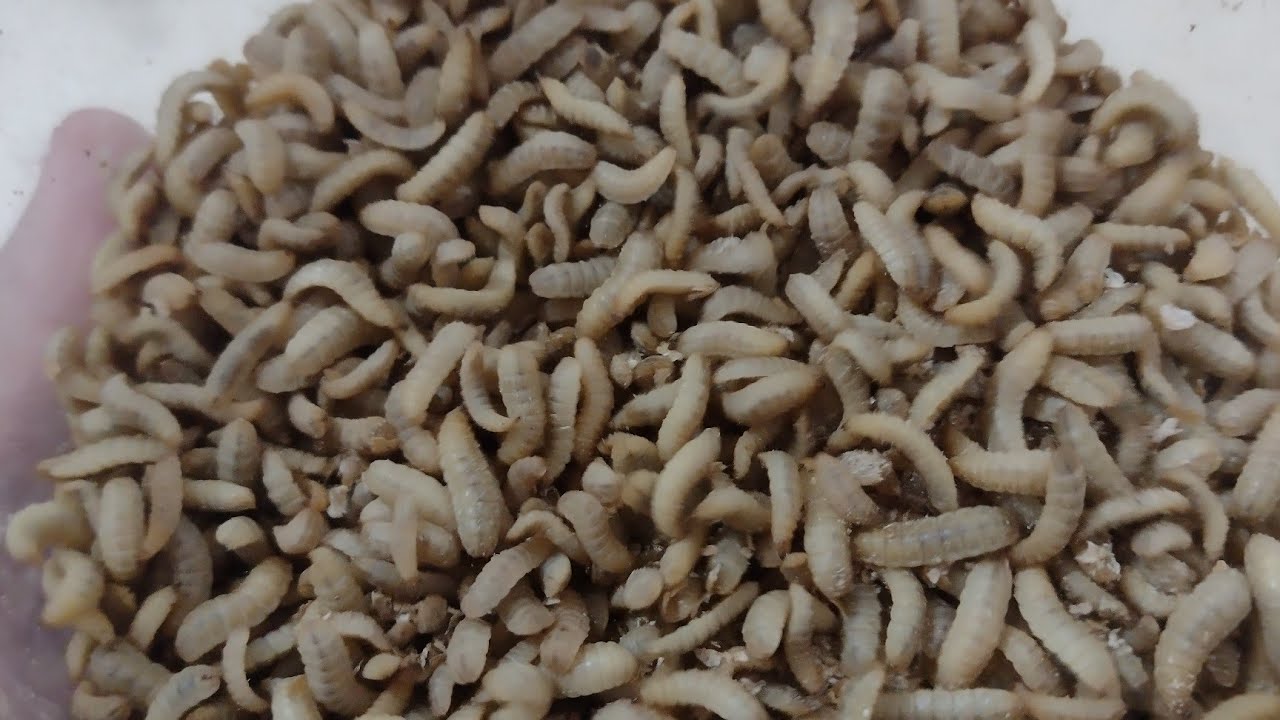 humus  do bichinho da laranja@sitionalaje