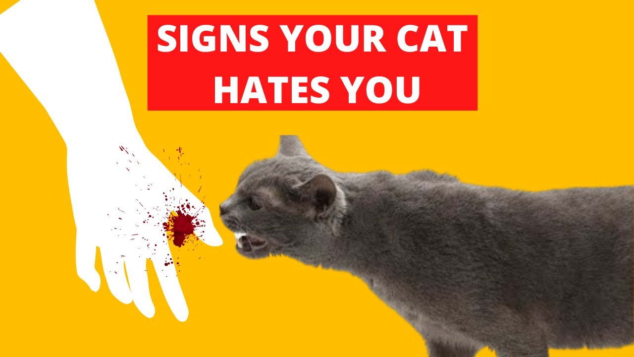 8 Signs Your Cat Hates You YouTube