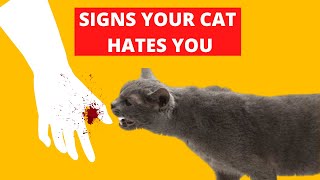 8 Signs Your Cat Hates You