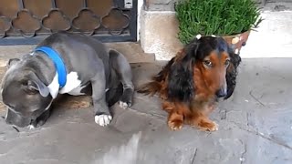 Dogs Funny Moments | Guilty Dogs Caught Red-Handed | Funny Dog Moments Compilation
