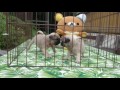 2016.8.1生まれﾊﾟｸﾞ 飼い主様募集中です。