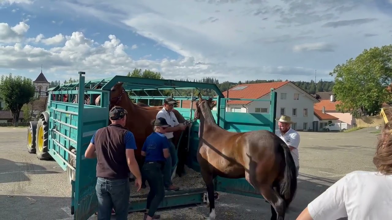 Marché Concours 2023: Pferdetransport in extremis