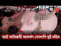 কোরবানির হাটে গোলাপি মহিষ, অনেকে ডাকছেন ‘ট্রাম্প’ নামে | Pink Buffalo | News | Prothom Alo