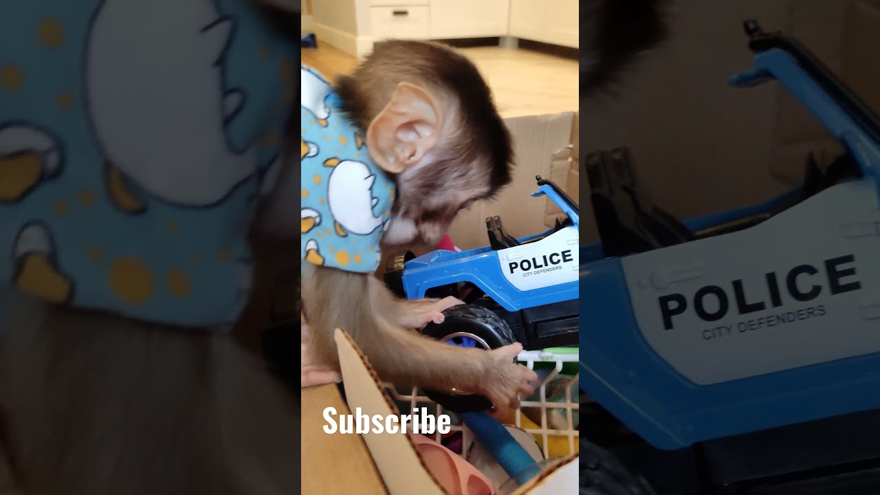 Обезьяна играет с полицейской машиной 🐒🚓 