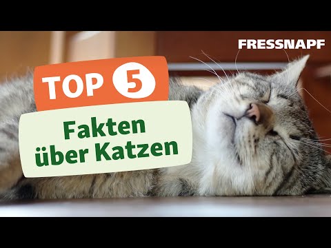 Video: 5 Schnelle Fakten über Die Javanische Katze