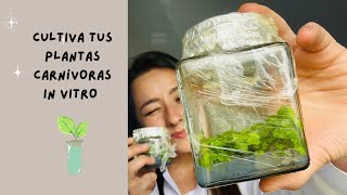 Preparación De Medio De Cultivo Para Siembra In Vitro