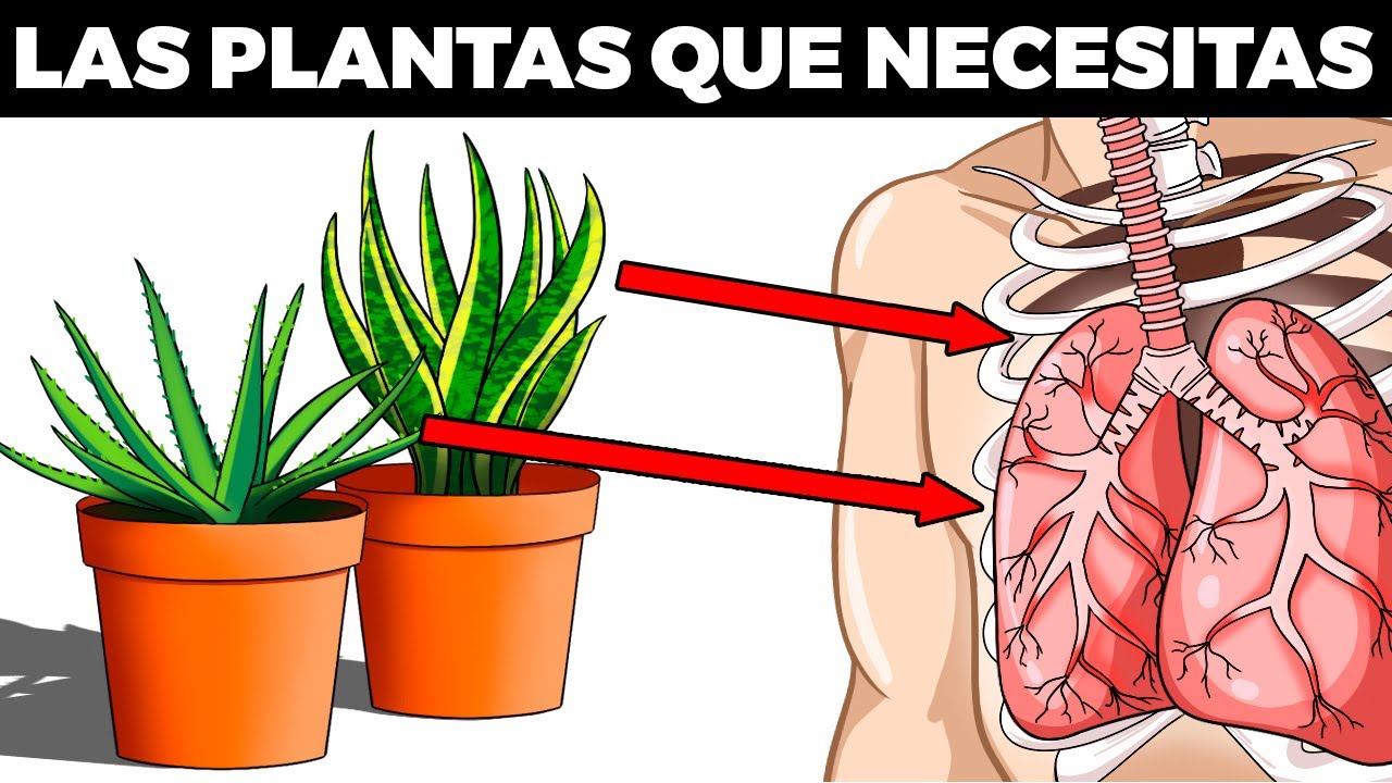🌱Las 11 plantas más saludables para tener en casa según la ciencia 🌴