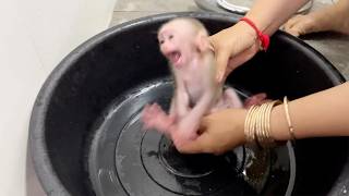 Baby Monkey Tauch Sharply Reject To Mom Clean His Old Diaper Update