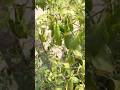 मिर्ची के 1️⃣ पौधे 🌱 से 2️⃣ हज़ार से अधिक हरी मिर्च 🌶️ #mirchi #mirchimirchi #farming #mirchpakoda