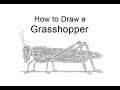 How to Draw a Grasshopper