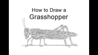 Celebrity How to Draw a Grasshopper Net Worth