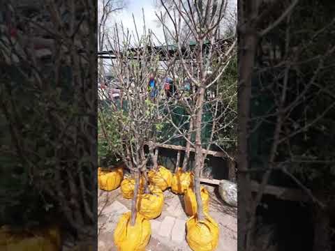 Video: Шабдалы бутактарын бургучтарды көзөмөлдөө - Шабдалы бутактарын бургучтардын зыянын кантип алдын алуу керек