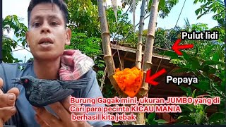 Cara Mikat Burung Cucak Keling‼️Gagak Mini