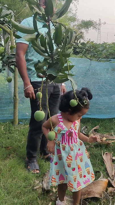 Sweet Baby Mango 🥭🥭🥭 #live #cutebaby #ifravlog #cute #youtubeshorts #youtube #youtuber  #baby #mango