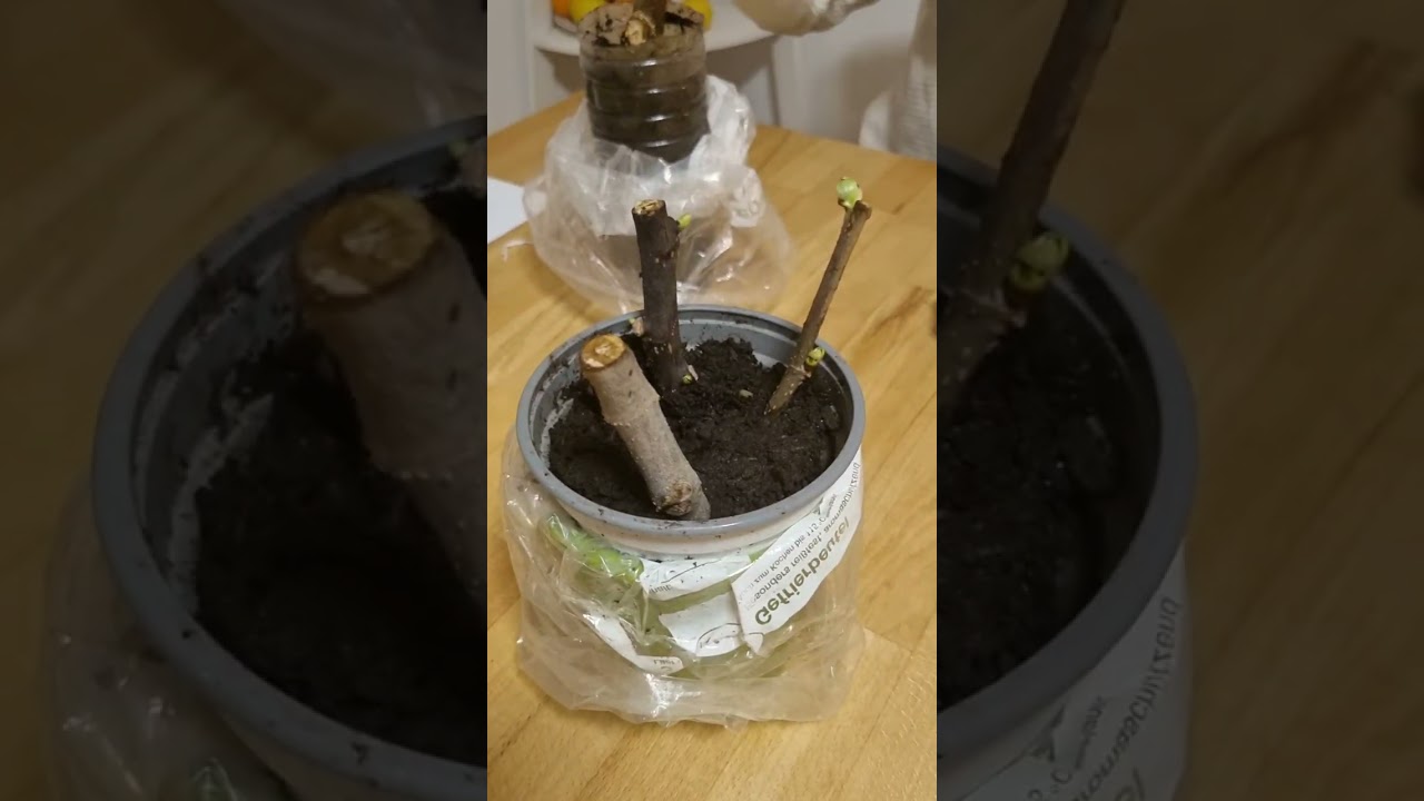 Wer hat die Bananenfeige gewonnen? Faruk Kanoglu 