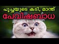 Cat bite and scratch are dangerous malayalam     