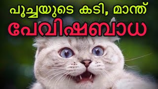 cat bite and scratch are dangerous malayalam |പൂച്ചയുടെ കടി മാന്ത് എന്നിവ അറിയേണ്ടതെല്ലാം