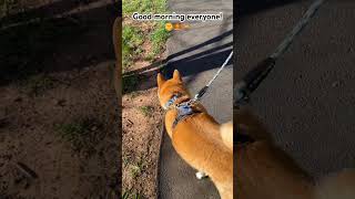 Morning Walk.🌞🦊🐕.#dogsofyoutube #shibainu #funny #dog #pets #doglover #animals #dogs #animal #pet