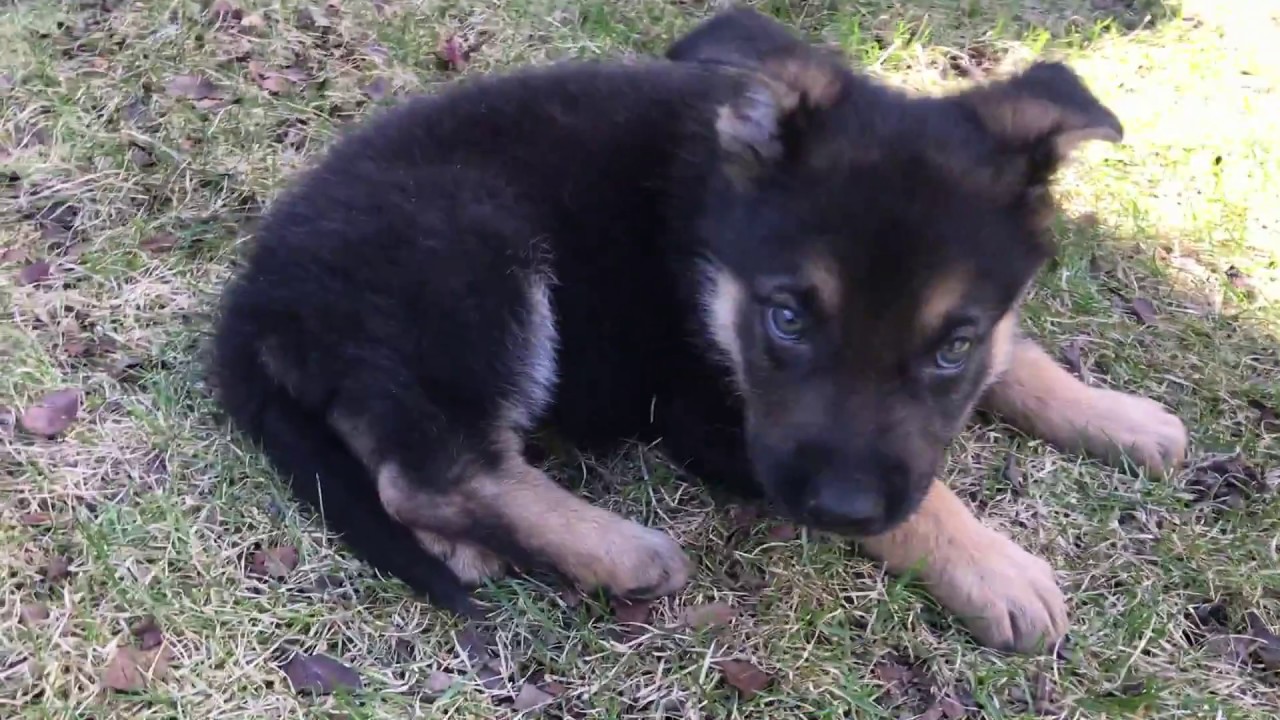 new german shepherd