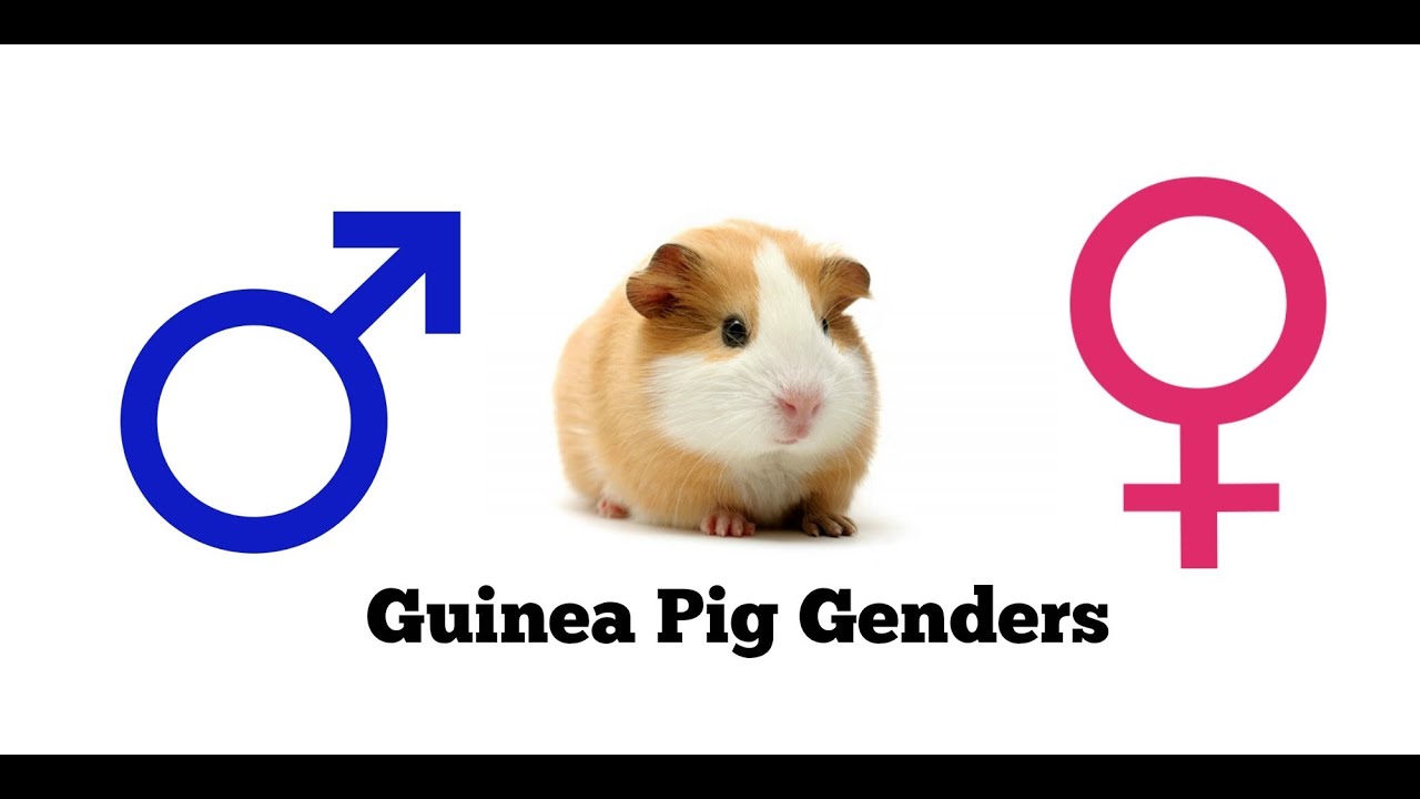 how to tell if a guinea pig is a male or female