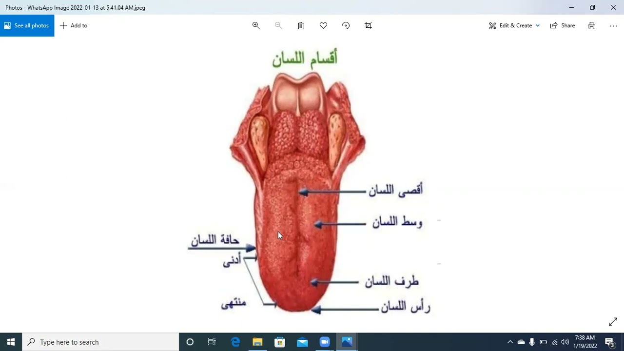 class :8                                                 articulation point :3 The tongue |   اللسان