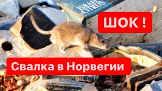 НОРВЕГИЯ. МУСОРНАЯ СВАЛКА.