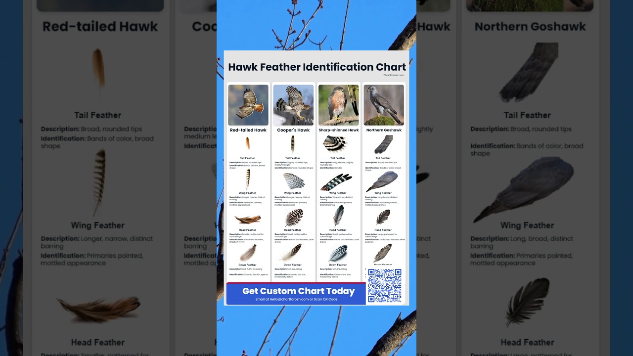 Hawk Feather Identification Chart: Spot and Identify Every Feather