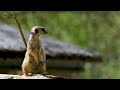 “This Meerkat Will Make You Smile Instantly ”.       #Meerkat #animalshorts #animal
