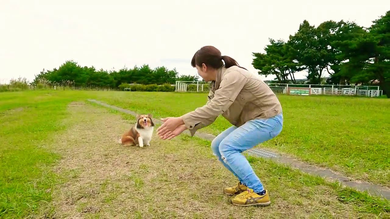 那須どうぶつ王国 シェルティーのメープル ドッグダンス練習中 Youtube