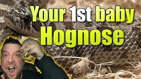 Your first baby Western Hognose (Handling)
