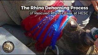 Rhino Dehorning process at Hoedspruit Endangered Species Centre