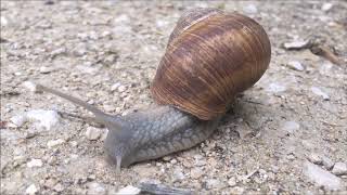 🐌This guy is slow and cute.....🐌