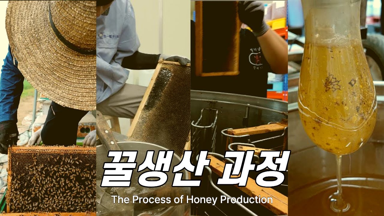꿀 채밀의 모든 것, 수만마리 꿀벌이 만든 천연 벌꿀 만드는 과정