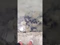 oh my God😯‼️ sangat banyak bulu babi di sini