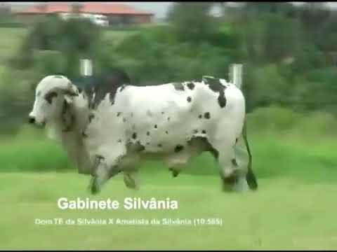 GABINETE SILVANIA – EFC946 2