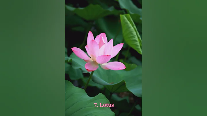 Top 17 Most Beautiful Flowers in the World   #Shorts