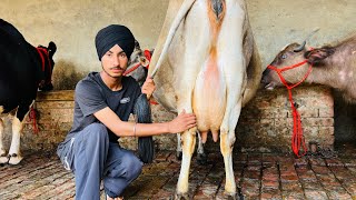 ਪਿੰਡ ਹਠੂਰ। ਇੱਕ ਤੋਕੜ ਗਾਂ,ਗੱਬਣ ਜਰਸੀ ਵਹਿੜ ਤੇ ਔਸਰ ਝੋਟੀ 💎🔥ਘੱਟ ਰੇਟ 😱🔥Bawa dairy farm 