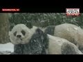 Bao-Bao's first outing S**w